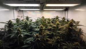 Indoor cannabis grow room flowering stage with mature buds and dense plant canopy