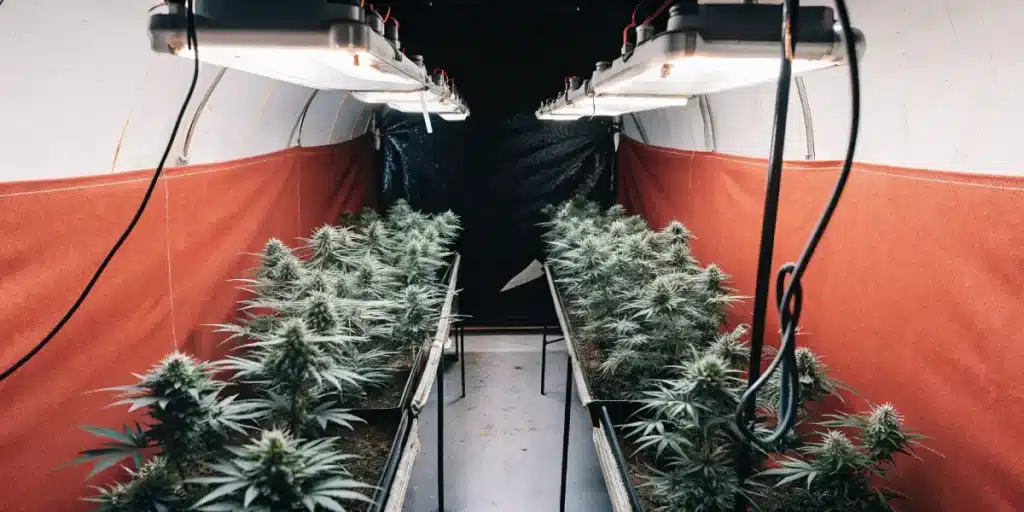 Indoor cannabis grow room with LED lighting and rows of mature flowering plants.