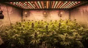 Indoor cannabis grow room LED setup with flowering plants and reflective walls.