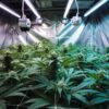 Indoor cannabis grow room with healthy plants, reflective walls, and ventilation ducts.