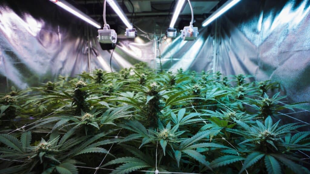 Indoor cannabis grow room with healthy plants, reflective walls, and ventilation ducts.