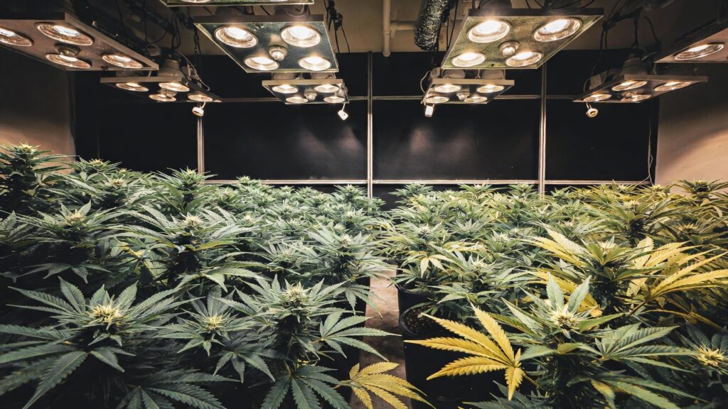 Indoor cannabis grow tent with dense canopy of mature plants under grow lights.
