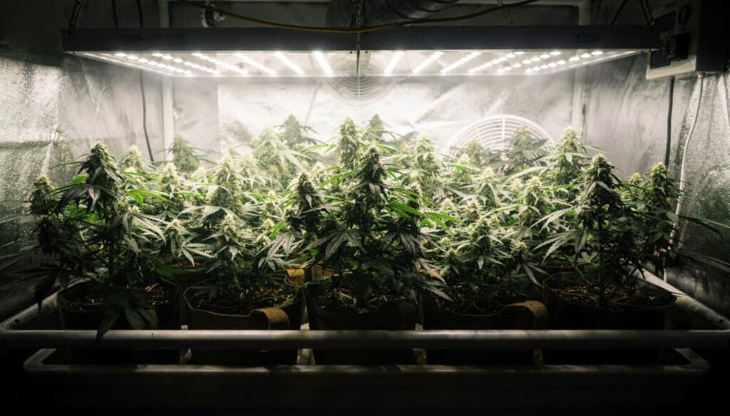 Indoor cannabis grow tent LED lighting with flowering plants and reflective walls