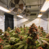 Indoor cannabis grow tent red flowering buds under artificial lights with ventilation fans