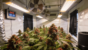 Indoor cannabis grow tent red flowering buds under artificial lights with ventilation fans