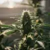 Indoor cannabis plant in flowering stage with buds illuminated by window light.