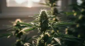 Indoor cannabis plant in flowering stage with buds illuminated by window light.