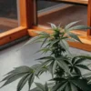 Indoor-cannabis-plant-wooden-frame with dark green leaves growing beside a warm wooden window frame.