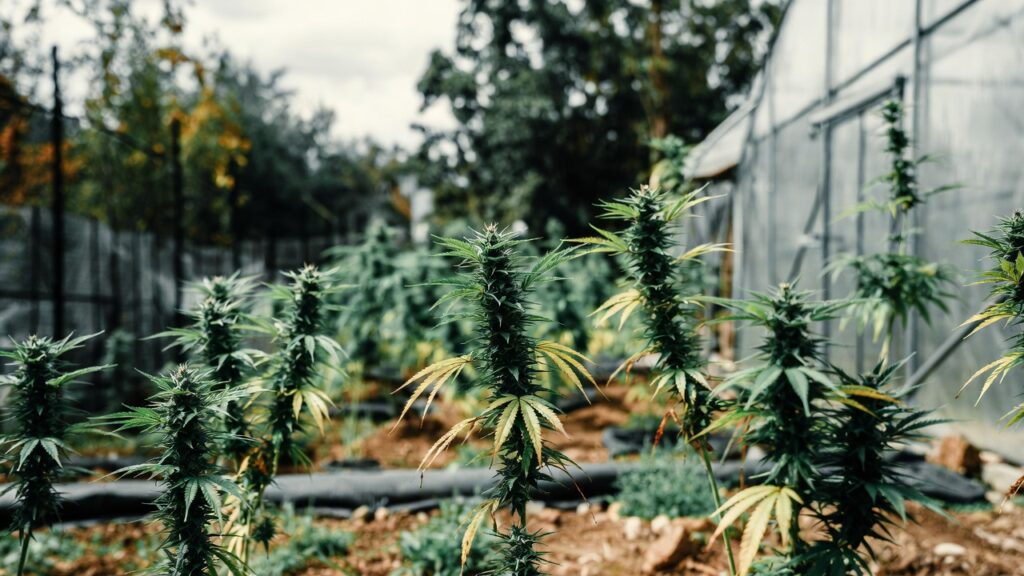 Indoor cannabis plants in vegetative stage growing in pots under LED grow lights.