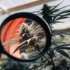 inspecting cannabis bud with magnifying glass in greenhouse
