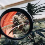 inspecting cannabis bud with magnifying glass in greenhouse