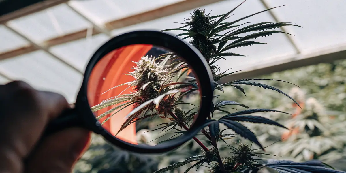 Low Brix How to Diagnose Low Brix in Cannabis Plants