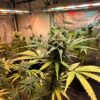Late flowering cannabis plants with large colas and yellowing leaves inside an indoor grow space.