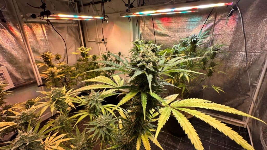 Late flowering cannabis plants with large colas and yellowing leaves inside an indoor grow space.