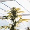 Close-up of a lush cannabis plant thriving under bright greenhouse light.