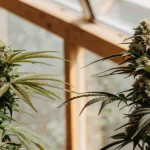 mature cannabis buds growing in greenhouse sunlight