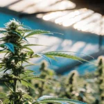 mid stage cannabis plant growing in greenhouse