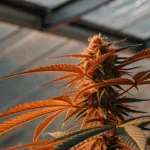 orange tinted cannabis bud in greenhouse light