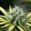 Outdoor cannabis bud with healthy growth, vibrant green leaves, and emerging pistils