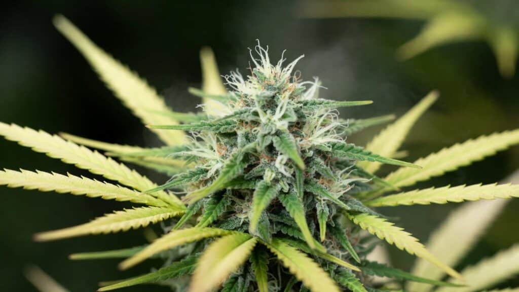 Outdoor cannabis bud with healthy growth, vibrant green leaves, and emerging pistils