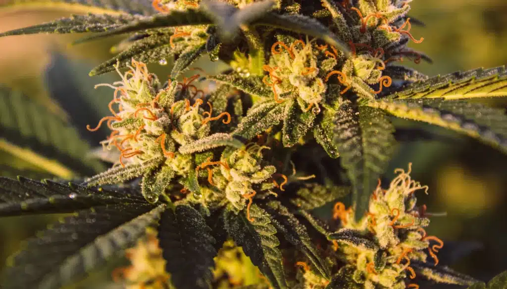 Indoor cannabis flowering cola growing inside a reflective grow tent.