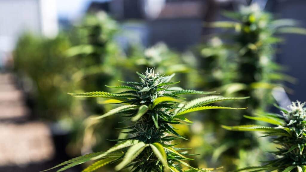 Outdoor cannabis buds growing on tall plants with visible pistils and healthy green foliage