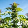 Outdoor cannabis colas sunlight growth with multiple flowering tops and healthy green leaves