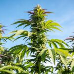 Outdoor cannabis colas sunlight growth with multiple flowering tops and healthy green leaves