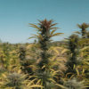 Outdoor cannabis colas yellowing leaves during late flowering stage before harvest