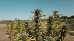 Outdoor cannabis colas yellowing leaves during late flowering stage before harvest