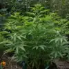Outdoor cannabis companion planting garden with healthy green plants surrounded by marigolds and herbs.