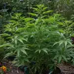 Outdoor cannabis companion planting garden with healthy green plants surrounded by marigolds and herbs.