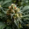 Cannabis bud close-up with resin droplets, trichomes, and curled orange pistils.