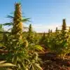 Outdoor cannabis farm with budding plants growing in rows under natural sunlight.