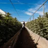 outdoor cannabis farm with grower inspecting tall cannabis plants under blue sky