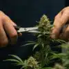 Outdoor cannabis plant in flowering stage with vertical bud development in natural light.