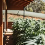 outdoor cannabis garden beside wooden greenhouse