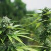 Outdoor cannabis plant flowering with elongated buds and vibrant green leaves under natural sunlight
