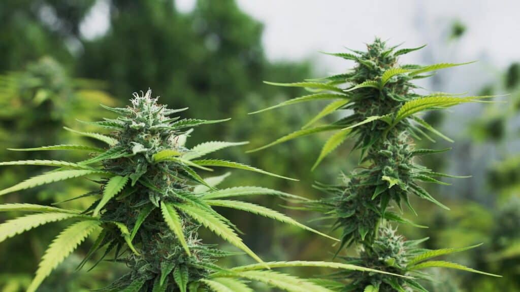 Outdoor cannabis plant flowering with elongated buds and vibrant green leaves under natural sunlight