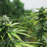 Outdoor cannabis plant flowering with elongated buds and vibrant green leaves under natural sunlight