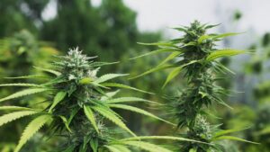 Outdoor cannabis plant flowering with elongated buds and vibrant green leaves under natural sunlight