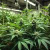 Outdoor cannabis plant in flowering stage with compact buds growing in natural sunlight.