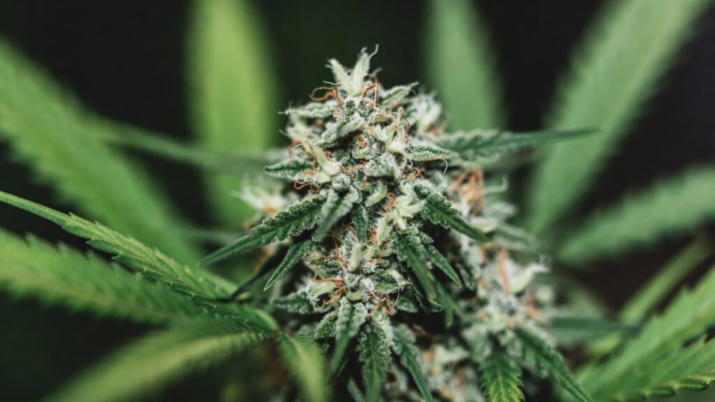 Outdoor cannabis plant flowering with developed buds and yellowing fan leaves in late growth stage