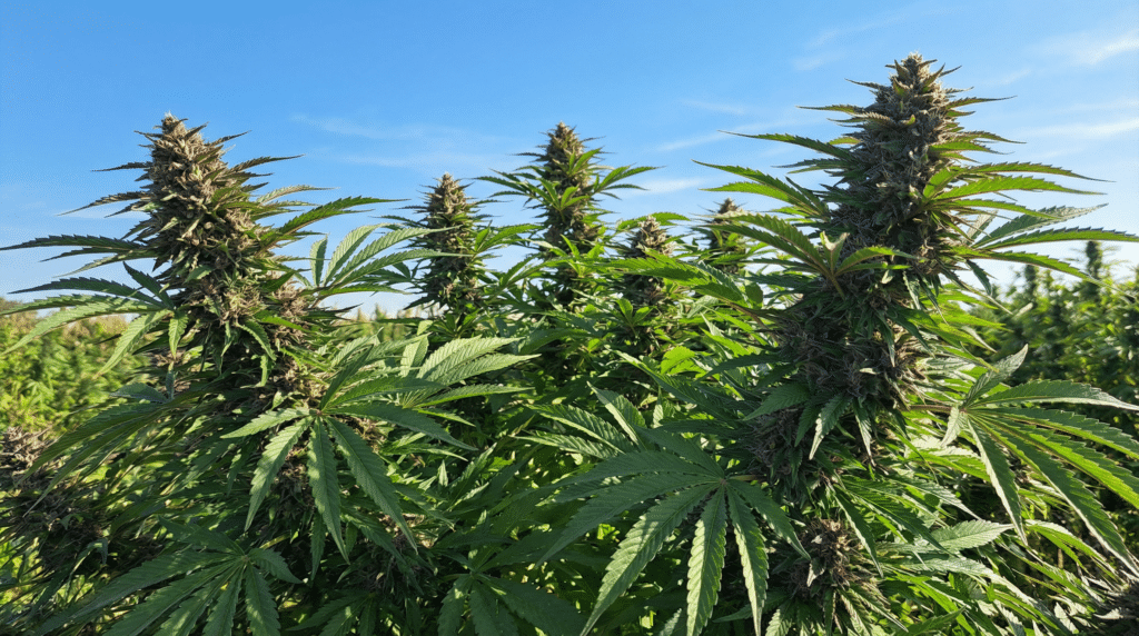 Outdoor cannabis plants flowering blue sky with tall colas and dense resinous buds
