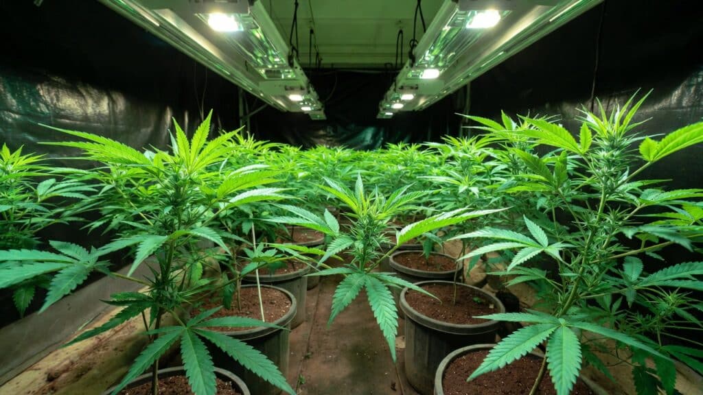 Outdoor cannabis plants in flowering stage growing in soil under natural sunlight.