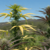Outdoor cannabis plants mixed leaf colors with developing buds under natural sunlight