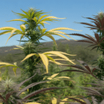 Outdoor cannabis plants mixed leaf colors with developing buds under natural sunlight