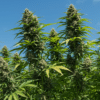 Outdoor cannabis plants mountain landscape with tall colas and natural sunlight exposure