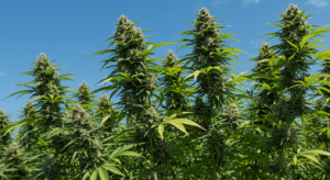 Outdoor cannabis plants mountain landscape with tall colas and natural sunlight exposure