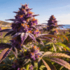 Purple cannabis bud outdoor coastal grow with dense trichomes and vibrant orange pistils